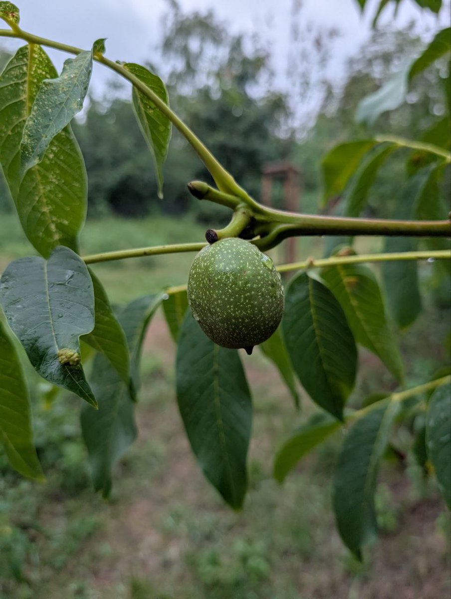 Пока все тусили на летнем корпорате, гуляла по кладбищу и нашла яблочки с орешками