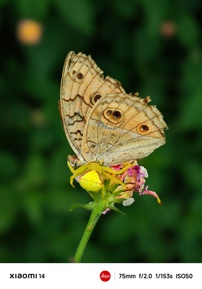 #XiaomiExplorer Partha Chatterjee for Xiaomi🇮🇳 (@parthac121) on Twitter photo Yellow Crab Spider with a catch of Peacock Pansy butterfly
#ShotOnSnapdragon
#xiaomi14 #lenstolegend #Xiaomixleica
<a href="/leijun/">Lei Jun</a> <a href="/WilliamLuXiaomi/">William Lu</a> <a href="/s_anuj/">Anuj Sharma</a> <a href="/Rozmond1/">Rosemond</a> <a href="/Snapdragon_IN/">Snapdragon India</a> <a href="/sandeep9sarma/">Sandeep Sarma</a> <a href="/hawkeye/">Muralikrishnan B</a> <a href="/Huilgol/">abhishek Huilgol</a> <a href="/manish_lenswork/">Manish</a> <a href="/Xiaomi/">Xiaomi</a> @MiFCKolkata <a href="/hormonalkhanna/">Arushi Khanna</a> Yellow Crab Spider with a catch of Peacock Pansy butterfly
#ShotOnSnapdragon
#xiaomi14 #lenstolegend #Xiaomixleica
<a href="/leijun/">Lei Jun</a> <a href="/WilliamLuXiaomi/">William Lu</a> <a href="/s_anuj/">Anuj Sharma</a> <a href="/Rozmond1/">Rosemond</a> <a href="/Snapdragon_IN/">Snapdragon India</a> <a href="/sandeep9sarma/">Sandeep Sarma</a> <a href="/hawkeye/">Muralikrishnan B</a> <a href="/Huilgol/">abhishek Huilgol</a> <a href="/manish_lenswork/">Manish</a> <a href="/Xiaomi/">Xiaomi</a> @MiFCKolkata <a href="/hormonalkhanna/">Arushi Khanna</a>