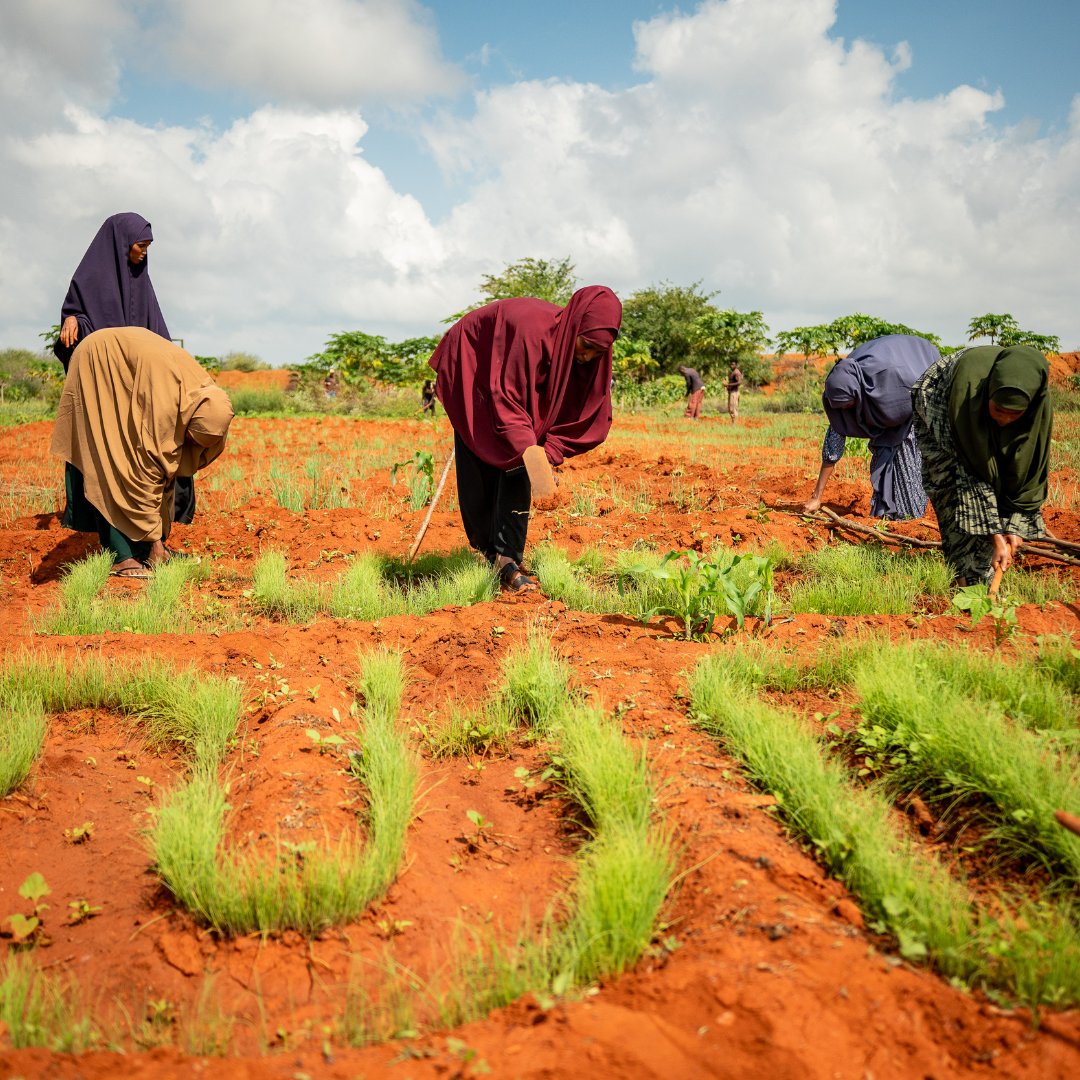 WFP_Kenya's tweet image. What happens when young people stop waiting for opportunities—and create their own?
Meet Zeituna, 24, from Mandera County. Not long ago, she and her youth group struggled to meet their basic needs. Today, they’re running a thriving 25-acre community farm.
With support from @WFP…