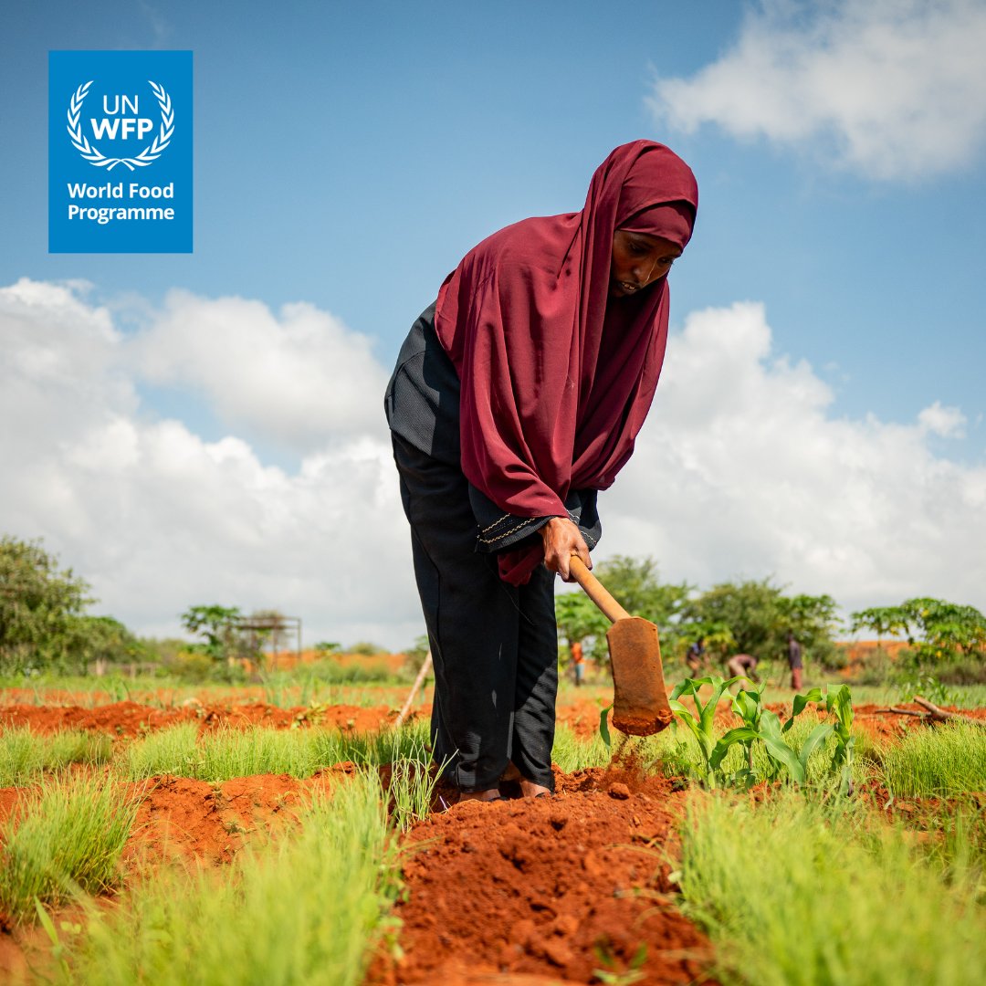 WFP_Kenya's tweet image. What happens when young people stop waiting for opportunities—and create their own?
Meet Zeituna, 24, from Mandera County. Not long ago, she and her youth group struggled to meet their basic needs. Today, they’re running a thriving 25-acre community farm.
With support from @WFP…