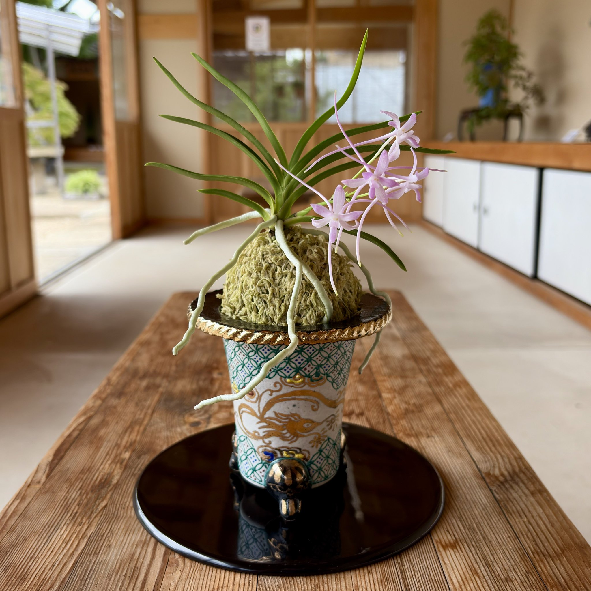 ありすけ様　　琉球*海花のたね ありすけ様 琉球*海花のたね - メルカリ