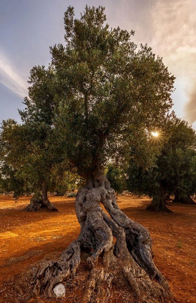 Bilimsel ve Hayati Öneme haiz ciddi bir UYARIDIR ;
Ülkemize serbest veya kaçak yollarla giren, ithal edilen ve LÖSEMİ - KANSER YAPTIĞI BİLİNEN ;
* Palm yağı
* Trans - margarin yağlar
* GDO’lu mısır ve soya yağı
* Alba ( pastacılar )
YASAKLANANMALIDIR .
Zeytimi ve Hayatımı KESME