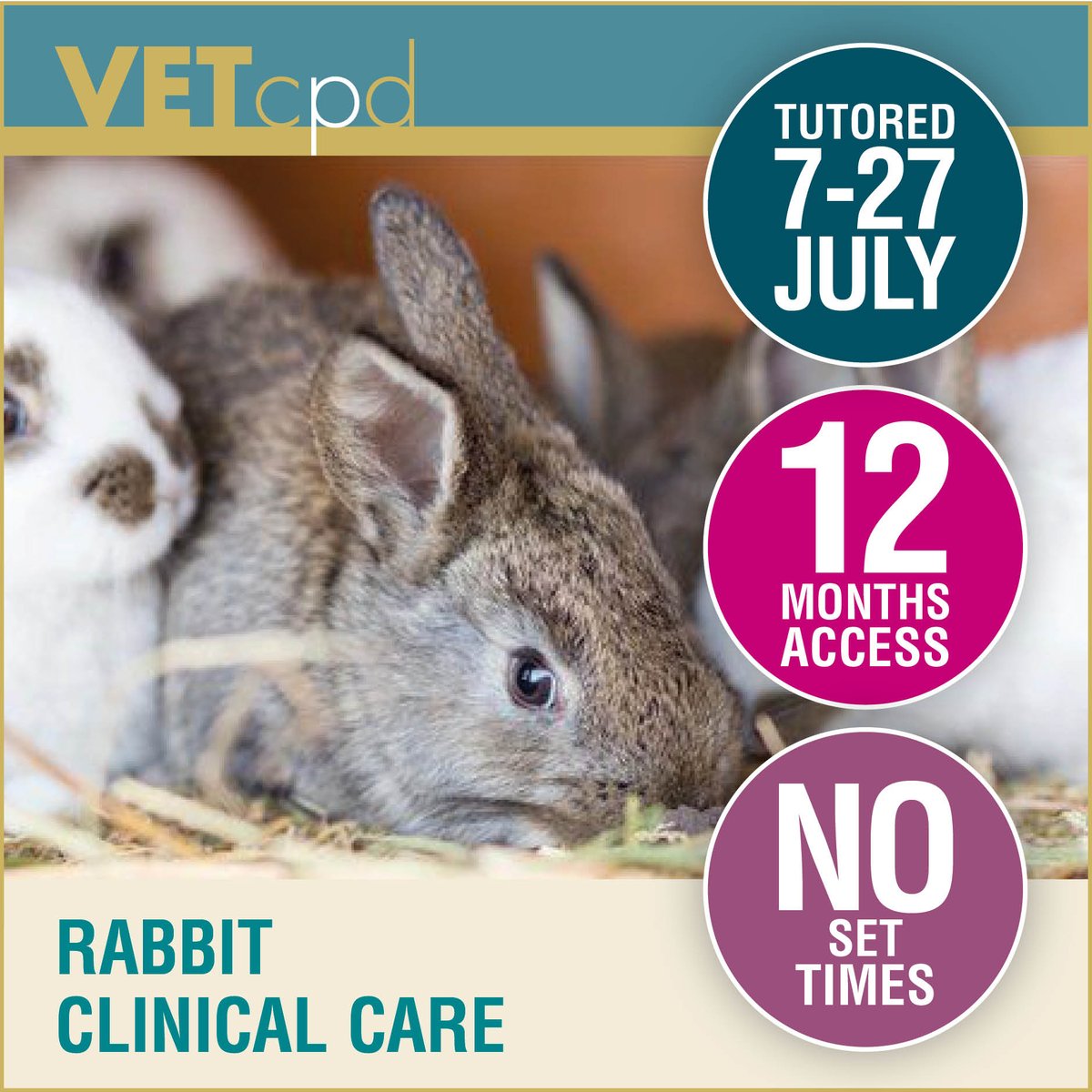 vetcpd's tweet image. 🐰Join our Rabbit Clinical Care CPD until 27th July covering ✅ Anaesthesia, peri-operative care ✅ Surgery, emergency treatment &amp;amp; ✅ Geriatric care!💡 Led by: Livia Benato, DVM MSc CertZooMed Dip ECZM (Small Mammals) MRCVS ⏳ 12 months overall course access  #vetcpd #rabbitcpd