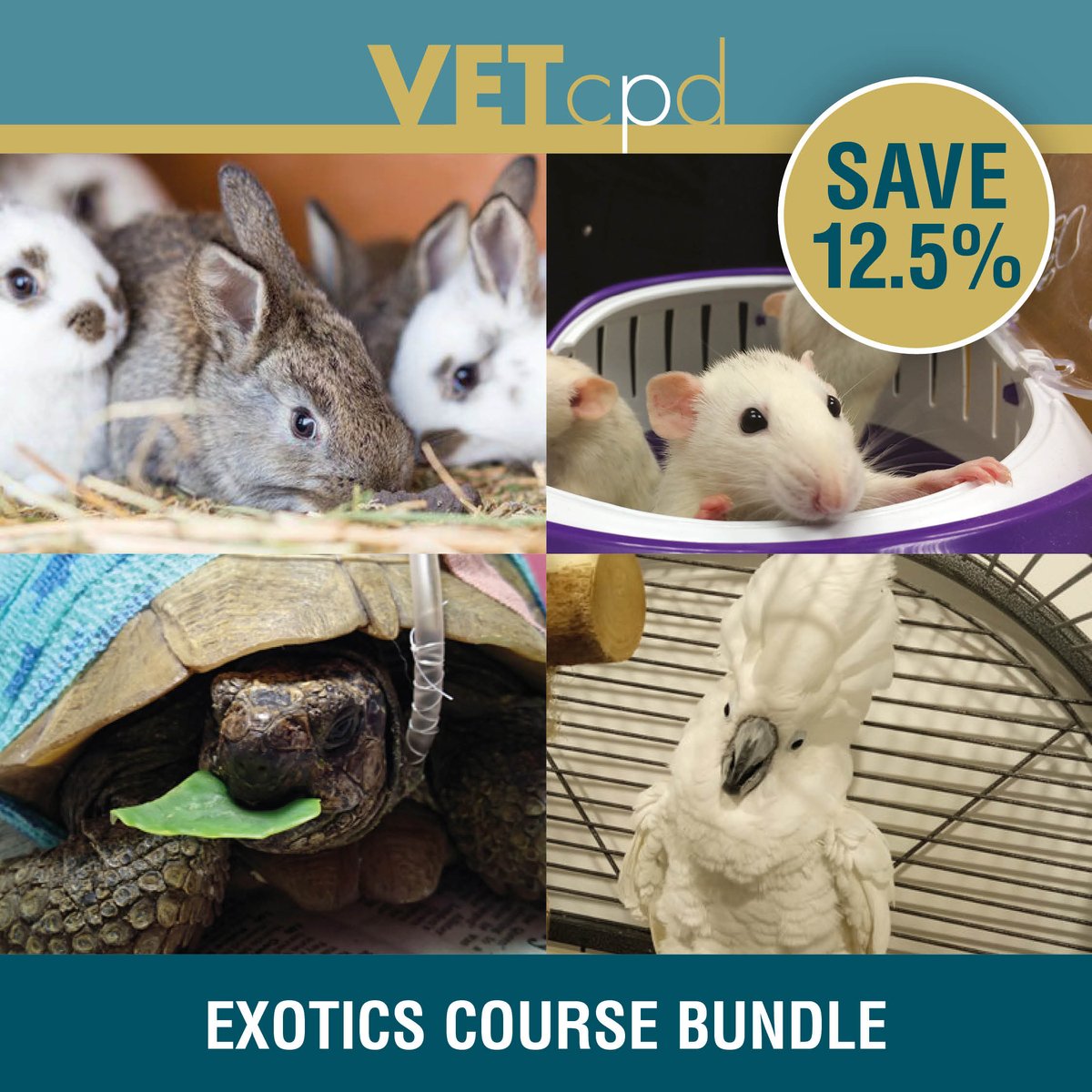 vetcpd's tweet image. 🐰Join our Rabbit Clinical Care CPD until 27th July covering ✅ Anaesthesia, peri-operative care ✅ Surgery, emergency treatment &amp;amp; ✅ Geriatric care!💡 Led by: Livia Benato, DVM MSc CertZooMed Dip ECZM (Small Mammals) MRCVS ⏳ 12 months overall course access  #vetcpd #rabbitcpd