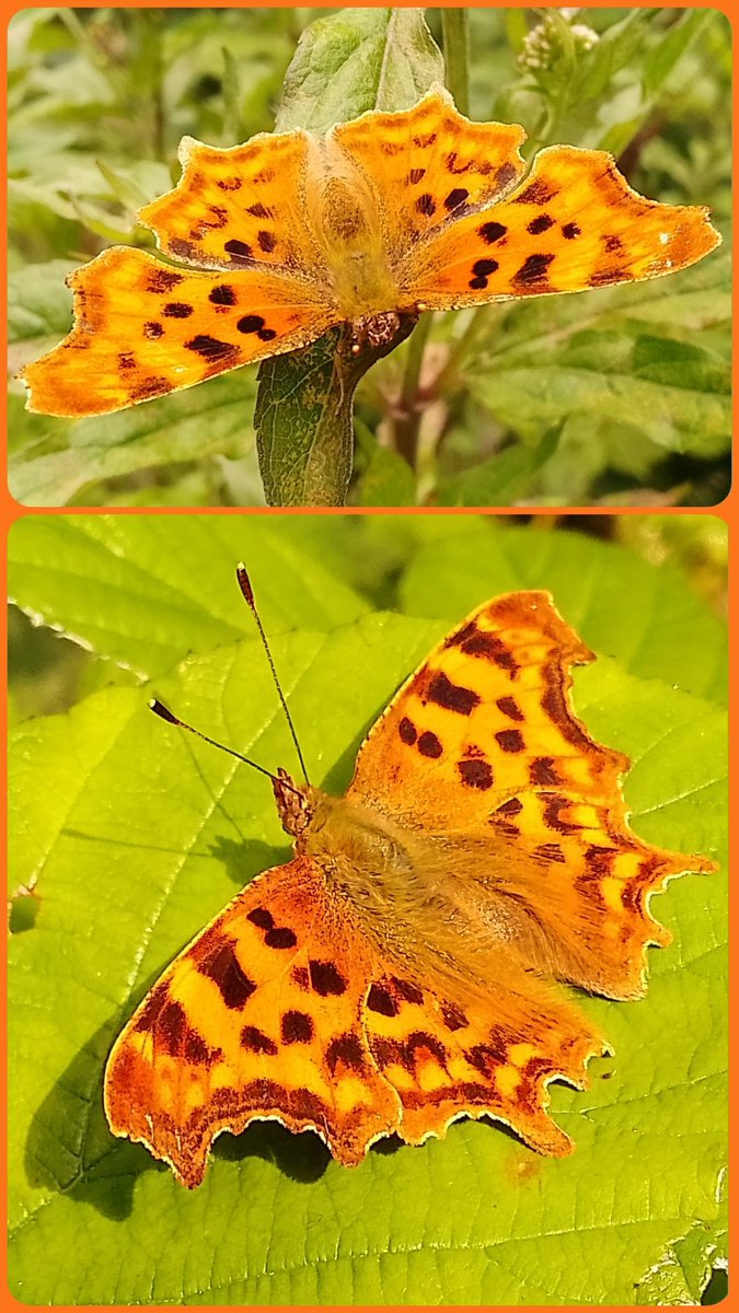s4r4h_l's tweet photo. #FlutterbyFriday a little help please, I took the top comma photo at #ArnsideKnott on Wednesday, but it looks rather different to the ones I see locally in #Preston. Could it be a Hutchinsoni? @savebutterflies @BC_Lancs #butterflies https://t.co/LmmF0lMBOl
