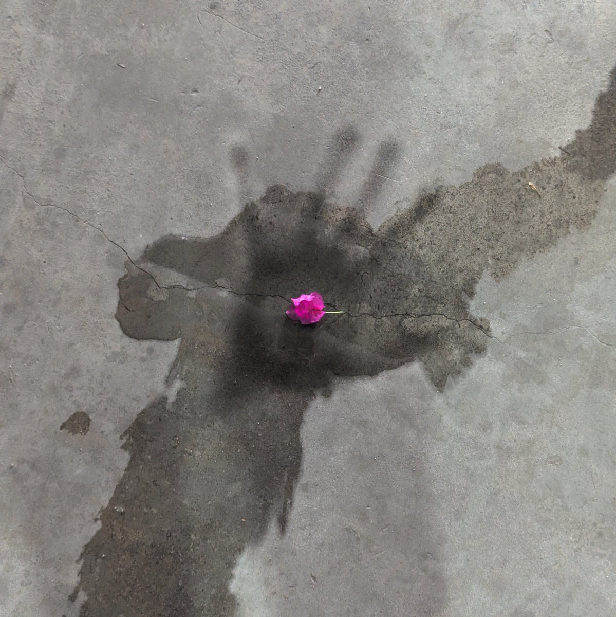 good morning folks it's the last day of #TEZSQUARE 

this is my piece "discarded offering"

it captures the quiet aftermath of discarded love. a lone flower, once vibrant, lies on the floor, its petals marred by unseen stains

it's an open edition
link below 👇