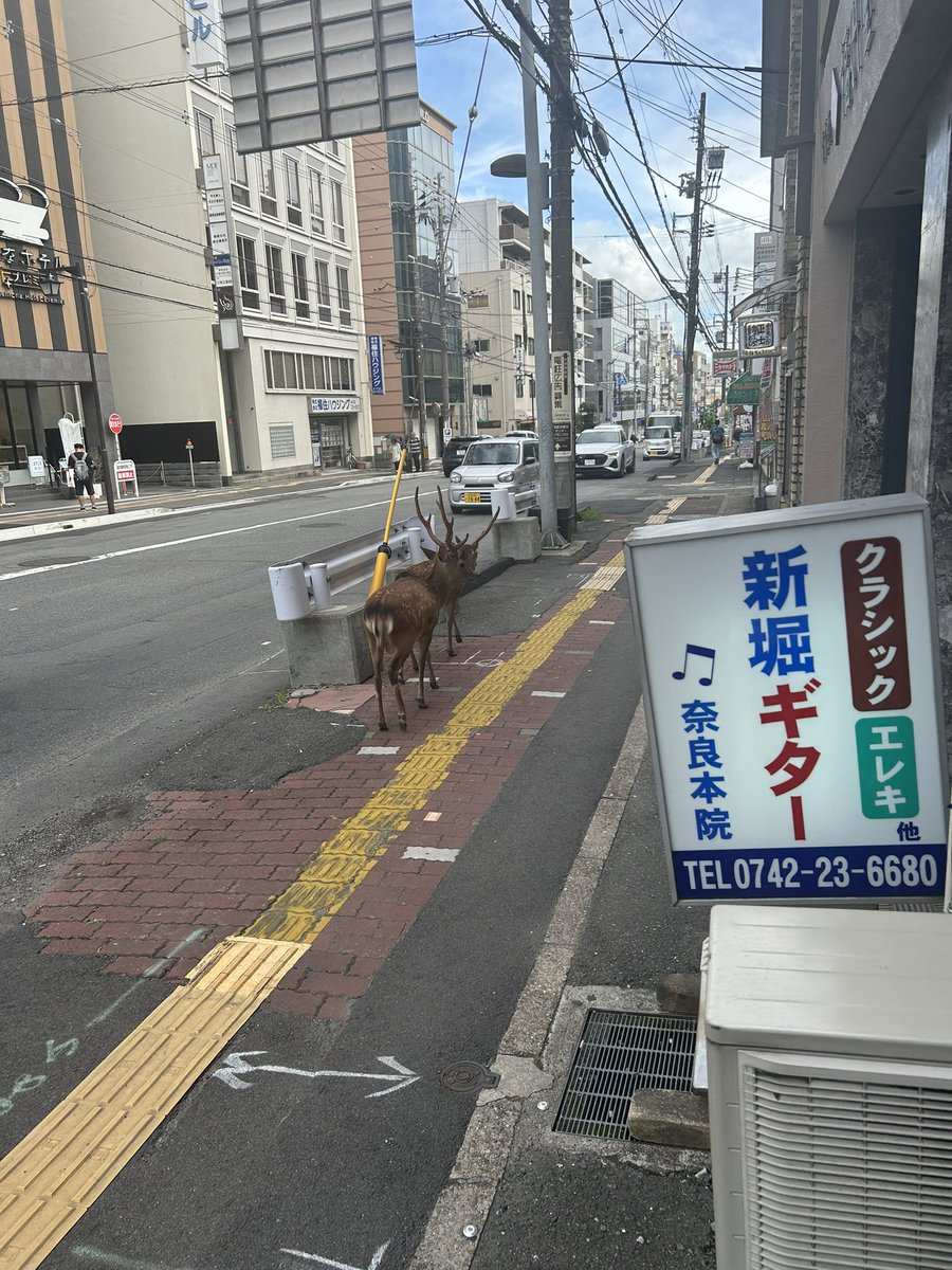 myartmoriyama's tweet image. 幻かと思った。
#nara #deer #鹿