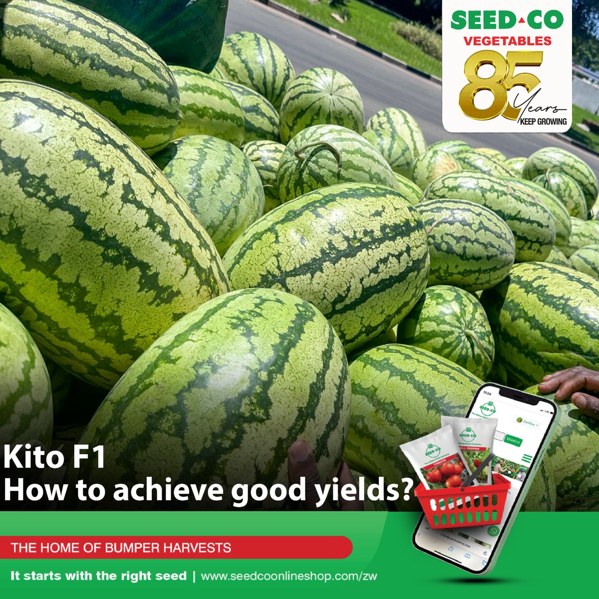 SeedCoVegZim's tweet image. 𝗞𝗲𝘆 𝗔𝗴𝗿𝗼𝗻𝗼𝗺𝗶𝗰 𝗣𝗿𝗮𝗰𝘁𝗶𝗰𝗲𝘀:
✅️Optimal spacing: spacing in-row 90-150cm and between rows 100-150cm.
✅️Soil prep: Well-drained, aerated soil with pH 6.5–7.0. 
✅️Smart irrigation: Use drip/sprinkler systems.
✅️Monitor closely.
#seedcovegzim