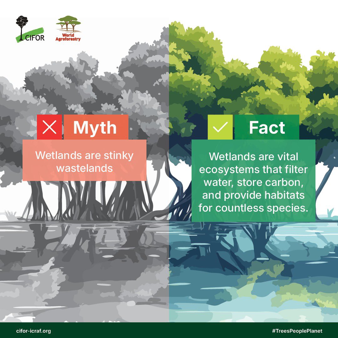 ❌ Myth: Wetlands are stinky wastelands.

✅ Fact: Wetlands are vital ecosystems that filter water, store carbon, and provide habitats for countless species.

#WetlandsMatter:➡️ bit.ly/4eS9mJg

#WetlandsCOP15 #RamsarCOP15