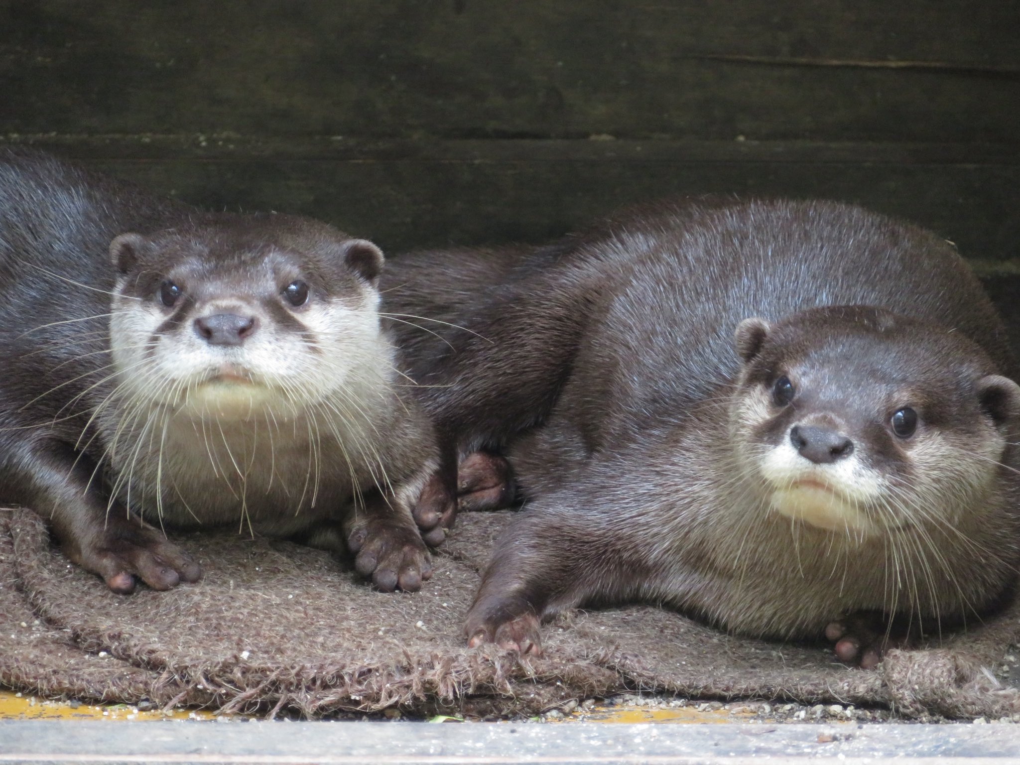 コツメカワウソ 高知県立のいち動物公園【公式】 on X: 