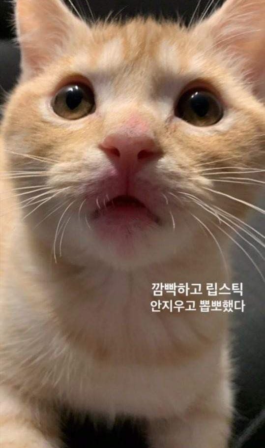 DkbioA's tweet image. 강해린이정해준이름. 이런걸로햇슴좋겟는데 안하시겟죠...

근데 안하고 싶으면 안해도돼요...
머.. 괜찮아요.. 

👇매일매일참는중