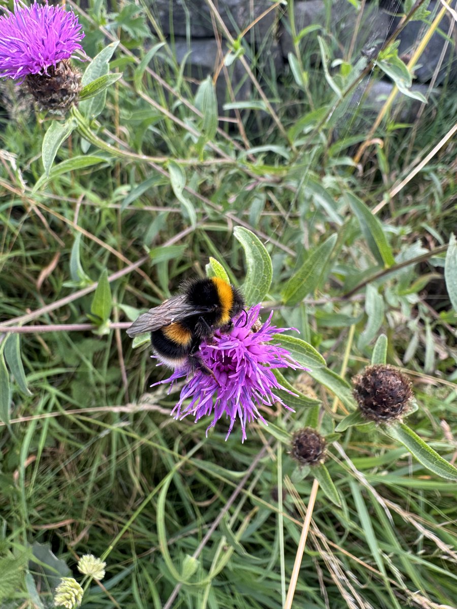 DrPeterWeeks1's tweet image. May your Friday Bee 🐝 all you hope it to bee 🐝