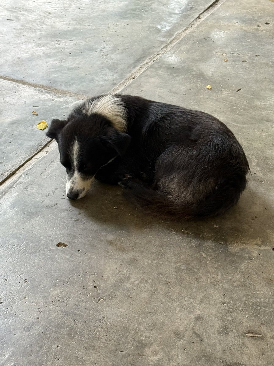 horia85's tweet image. The singing dog is back