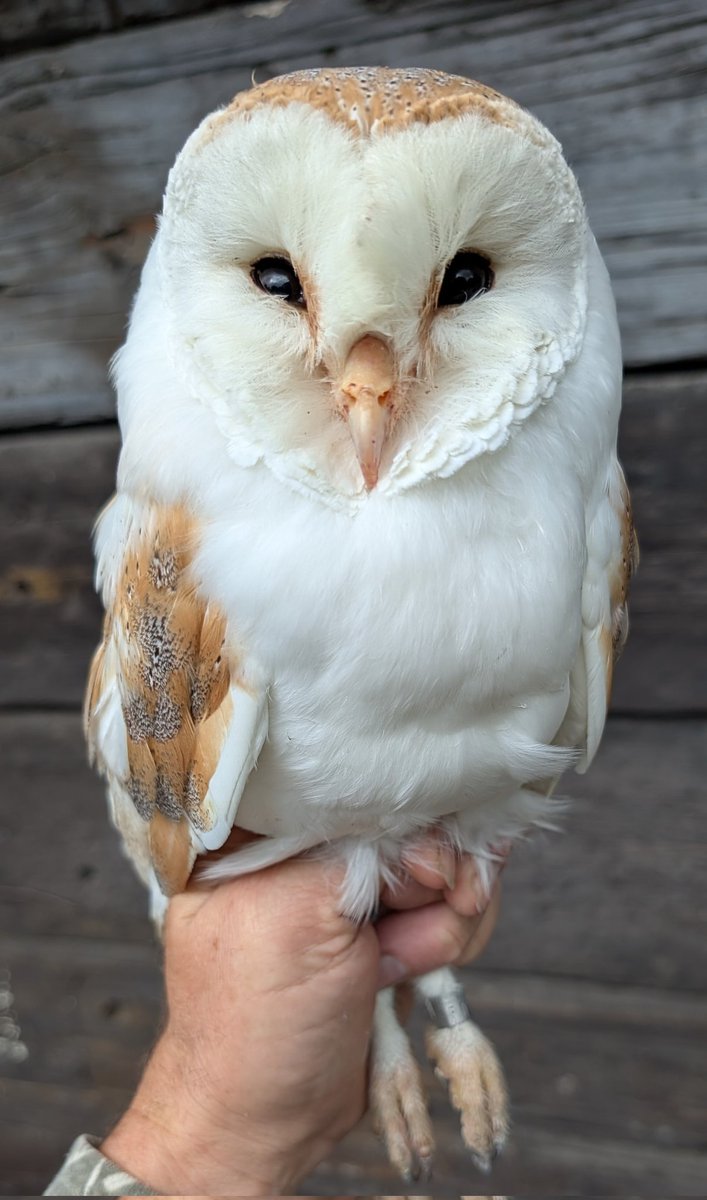 mattthesparrow's tweet image. We originally ringed this handsome male Barn Owl as a nestling 3km away from his breeding site. That was 9 years ago, it's fantastic to see him still going strong.