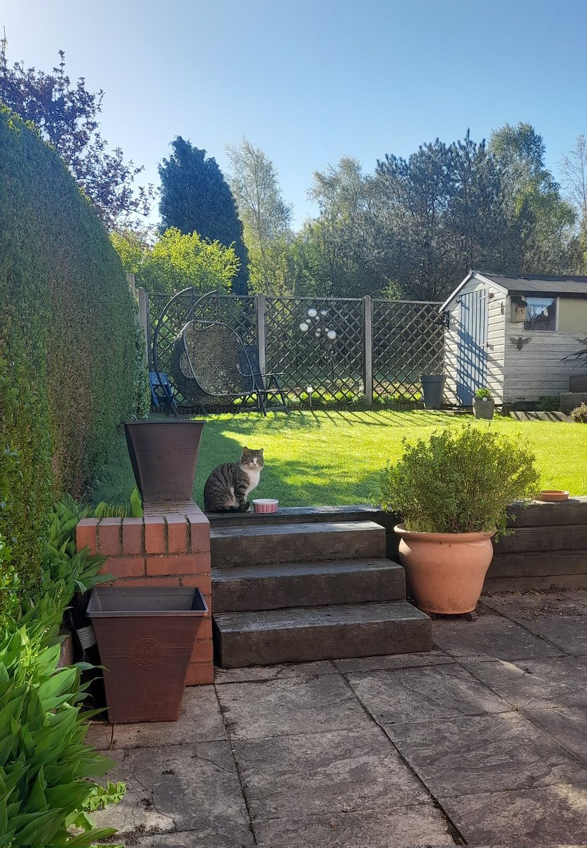 1StevieKilner's tweet image. After a couple of days away, Beano is back and ready for breakfast.......