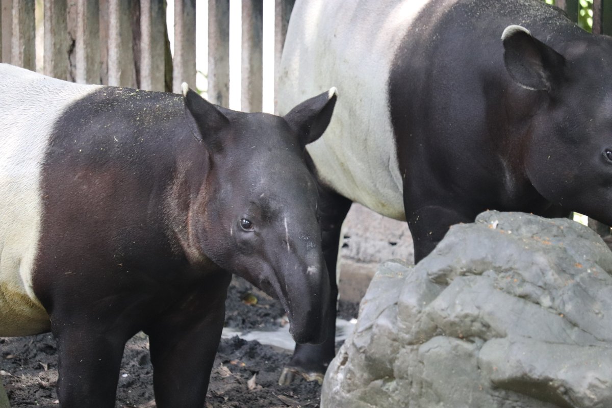 nhdzoo's tweet image. 日本平動物園の令和7年7月19日(土)・20日(日)のイベント
毎月第3日曜日開催のZOOスポットガイド(テーマ:#シロサイ)や #マレーバク「オリバ」の1さいのお祝い、#海の日 にちなんだイベントを開催します🌊
✅詳細はこちら
nhdzoo.jp/event/index.php
#日本平動物園 #nihondairazoo