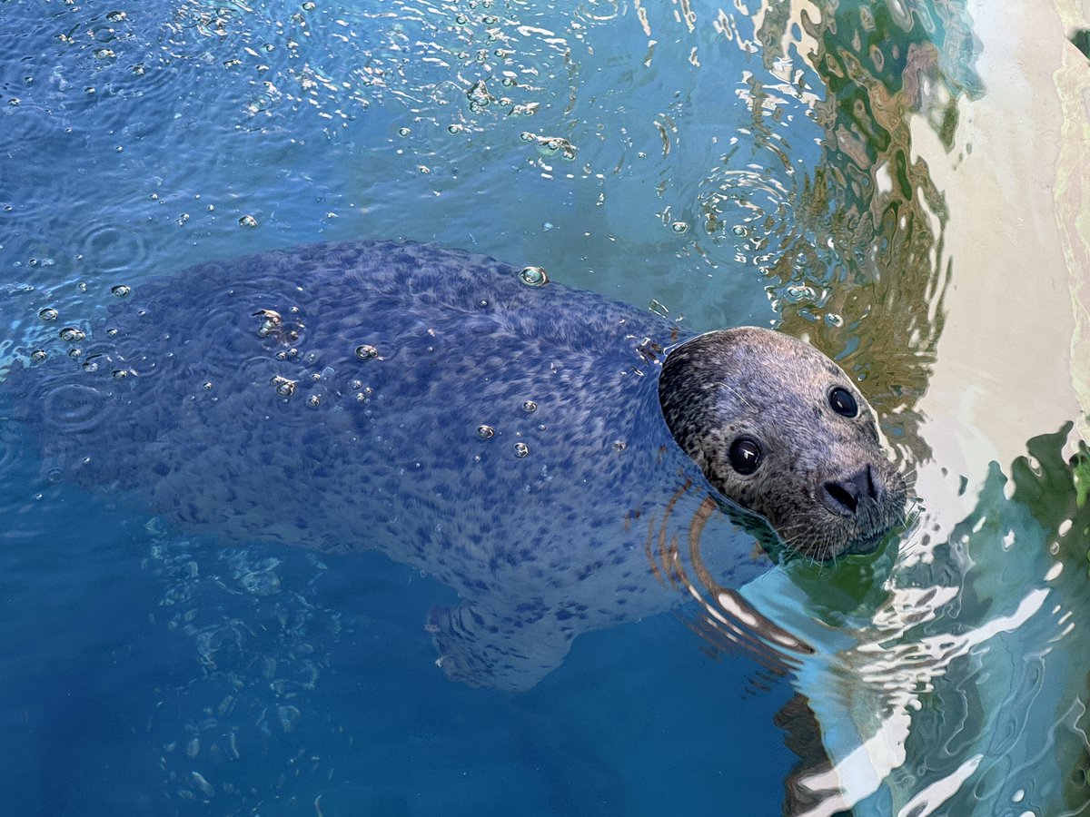nhdzoo's tweet image. 日本平動物園の令和7年7月19日(土)・20日(日)のイベント
毎月第3日曜日開催のZOOスポットガイド(テーマ:#シロサイ)や #マレーバク「オリバ」の1さいのお祝い、#海の日 にちなんだイベントを開催します🌊
✅詳細はこちら
nhdzoo.jp/event/index.php
#日本平動物園 #nihondairazoo