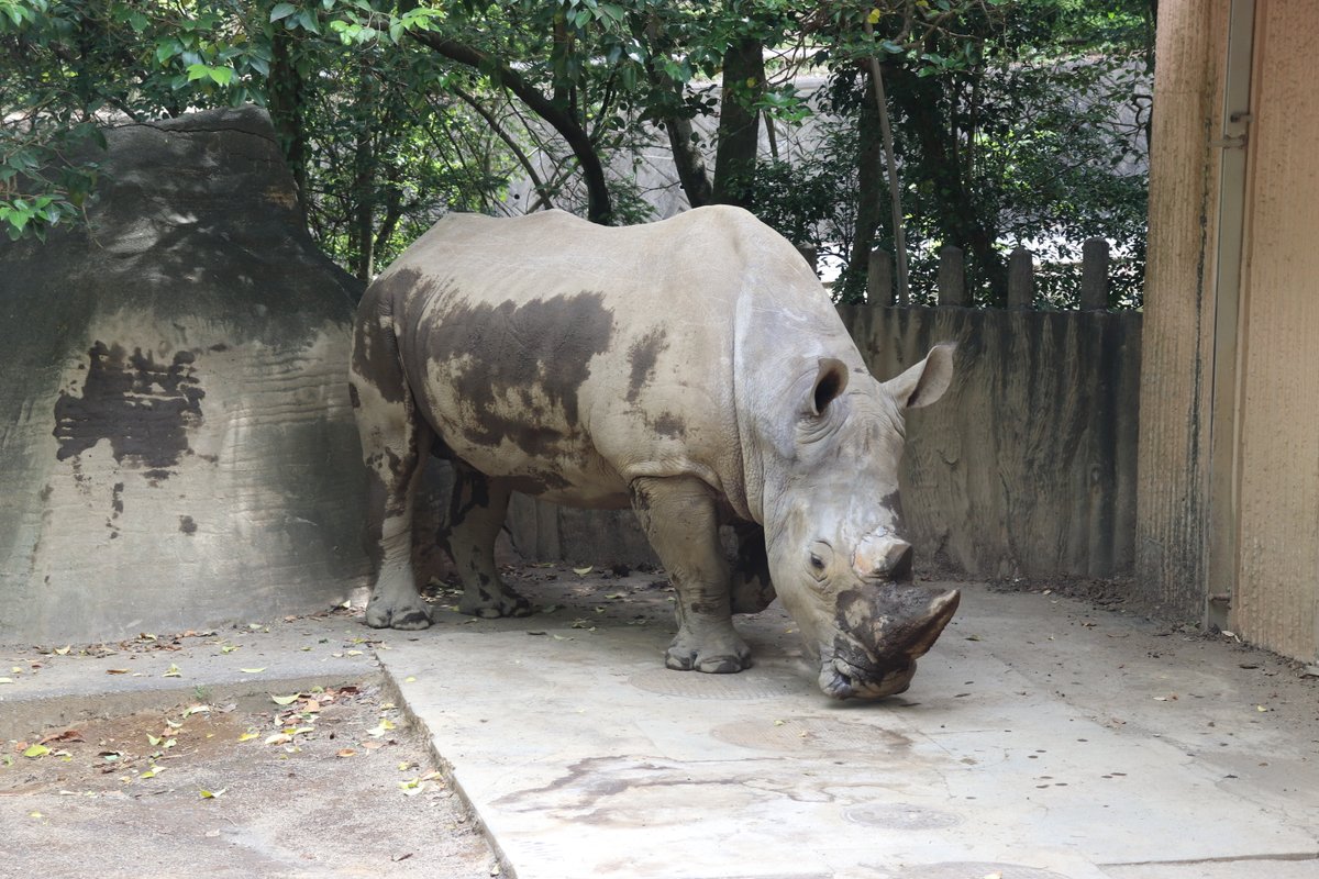 nhdzoo's tweet image. 日本平動物園の令和7年7月19日(土)・20日(日)のイベント
毎月第3日曜日開催のZOOスポットガイド(テーマ:#シロサイ)や #マレーバク「オリバ」の1さいのお祝い、#海の日 にちなんだイベントを開催します🌊
✅詳細はこちら
nhdzoo.jp/event/index.php
#日本平動物園 #nihondairazoo