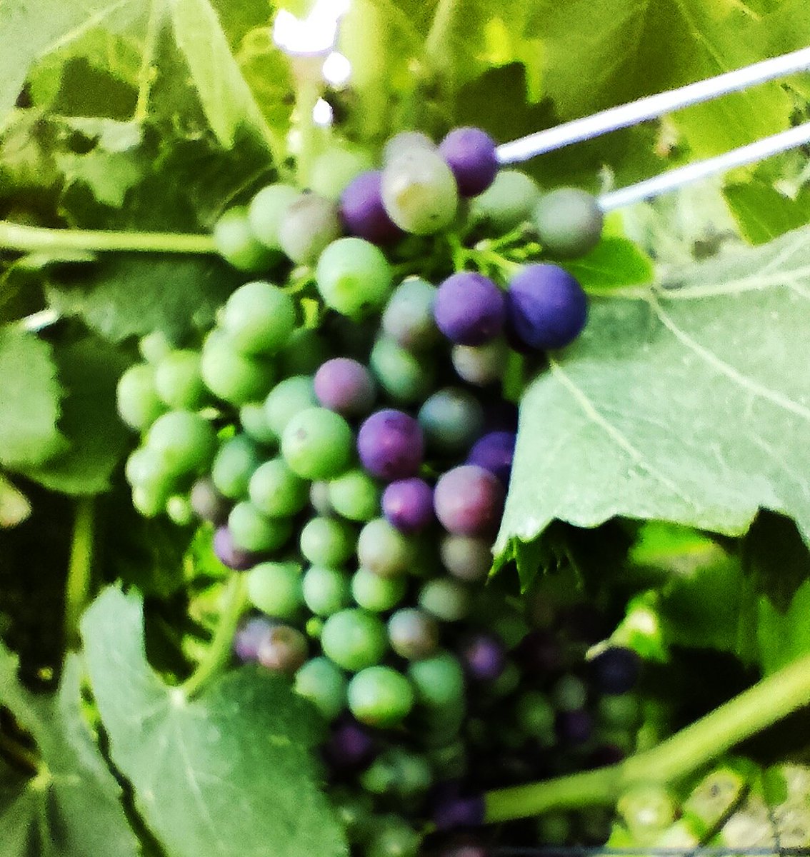 ProsciuttellaVu's tweet photo. Qui si sta per iniziare. Tenetevi pronti!
#syrah in #roero https://t.co/po2DJxM1Id