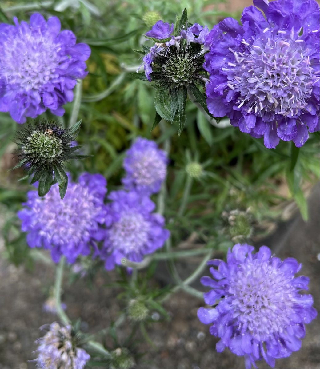 HelenMSimpson26's tweet image. Scabiosa, pin cushion flower, has almost done flowering, I’m hoping it blooms again. Have a great Friday. #FlowersonFriday
