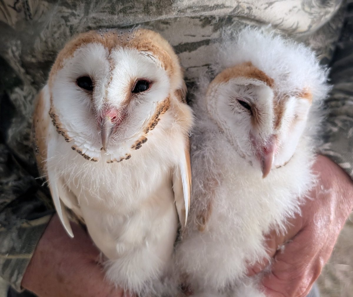 mattthesparrow's tweet image. This is a very bad year for Barn Owls. Many pairs are just staying together but not breeding. These are the first two nestlings that we have ringed this year.