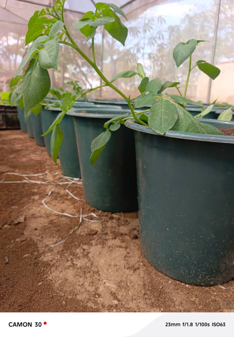 AumaConcy's tweet photo. Learning and appreciating innovation in Agriculture.
RAC technology brings solutions to the seed systems which is highly influenced by ever fluctuating temperature which affects sprouting in potatoes. It was worth the learning and implementation.
Courtesy of S.P.K , MALAWI https://t.co/oL36Ss3Ix1