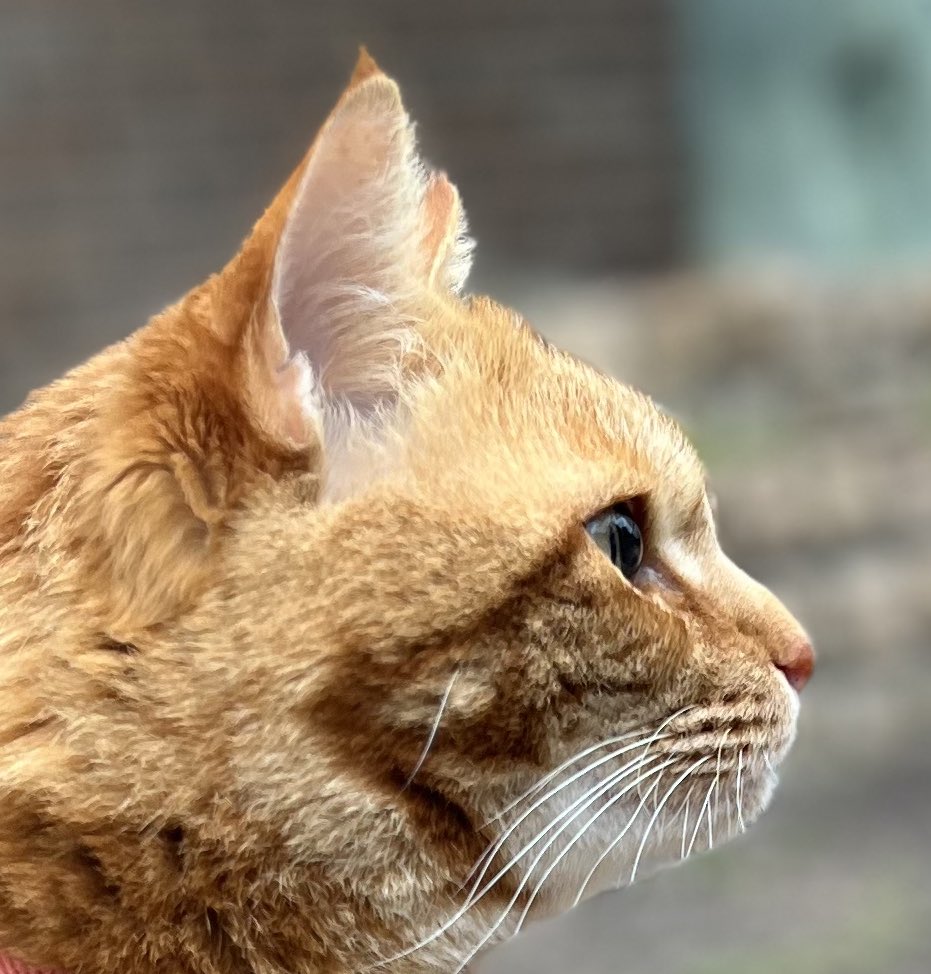 何？　　　　　　　　by🐯