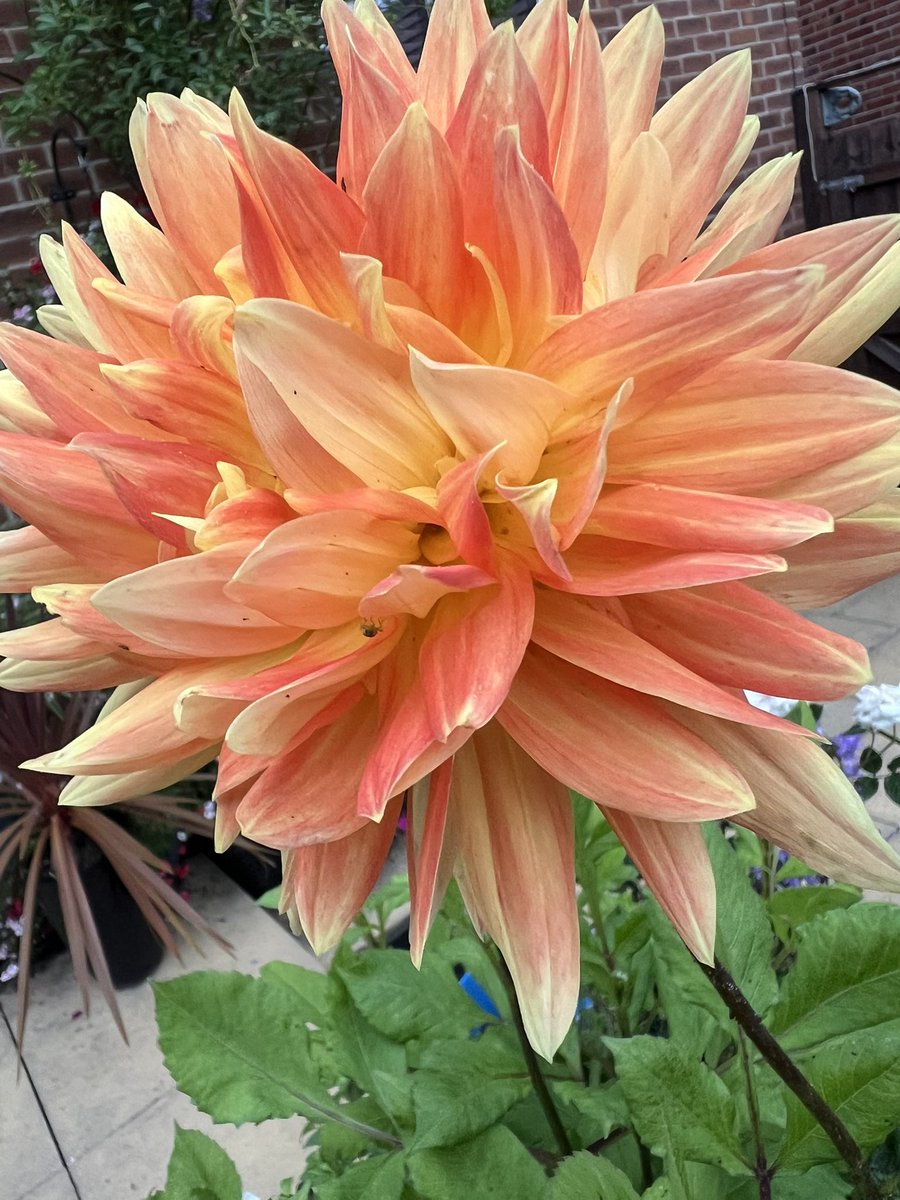 Trinkle96619465's tweet image. #FridayPinkOrYellow ? ๐ Good morning ๐ another mixed colour of my โyellowโ Dahlia - there is pure yellow too.