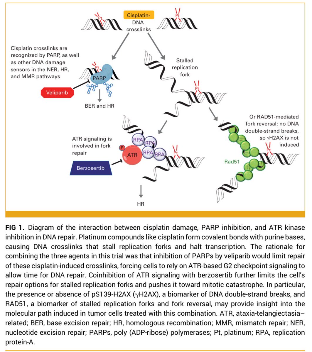 medoncodoc's tweet image. 🧬 Phase I Trial: Cisplatin + Berzosertib + Veliparib for DDR Disruption
📌 Objective:
To potentiate cisplatin’s effect by inducing a BRCA-null–like DNA damage response (DDR) phenotype using berzosertib (ATR inhibitor) and veliparib (PARP inhibitor).
👥 Design & Regimen:…