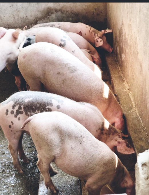 Do you plan to invest in modern pig farming...? 

Lets talk..........