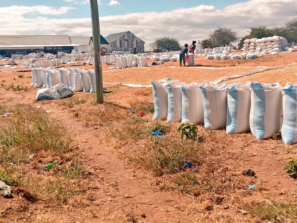 masuba___'s tweet photo. #MPUNGATIPS
Gunia 400 za Mpunga mashineni (Go down) kwa sasa sh 40M,
Gunia 400 za mahindi Go down tsh 24M
⚖️Bajeti ya kulima haya mazao kwa miaka ya sasa inapishana kidogo sana hasa kwa wanaokodi shamba.
#MadibiraMbeya https://t.co/yH09vk6NJB