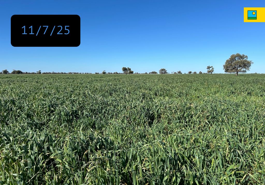 Express Forage Oats in Coonamble, NSW.
The same paddock, photographed a month apart, showcases impressive winter growth and grazing recovery 🐑