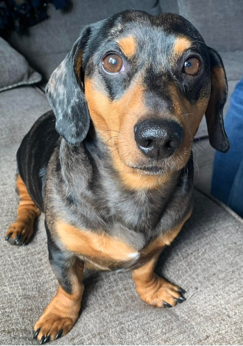 Dachshund (@daschundlovers2) on Twitter photo 