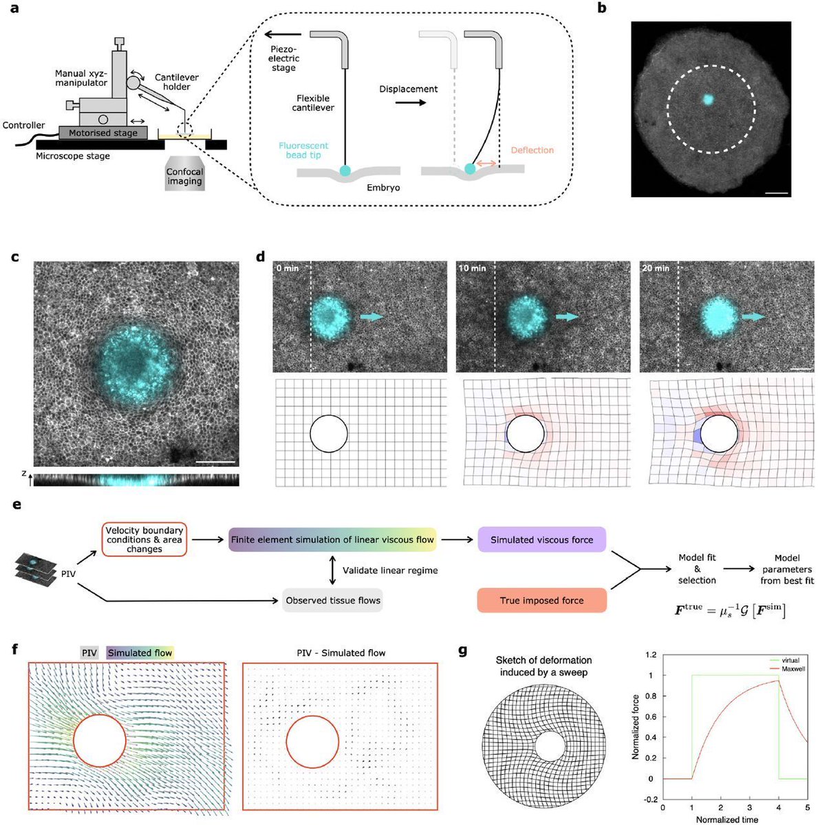 EpiMechFC's tweet image. Michaut, A., Chamolly, A., Alegria-Prévot, O., Phan, C., Corson, F., & Gros, J. (2025). Direct measurements of active forces and material properties unveil the active mechanics of early embryogenesis. bioRxiv, 2025-05. #EpithelialMechanics doi.org/10.1101/2025.0…
