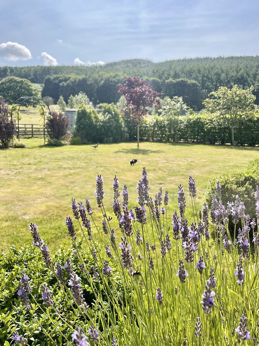 Nicky13Johnson's tweet image. Wishing you a fabulous Friday from my little slice of North Yorkshire 馃槉