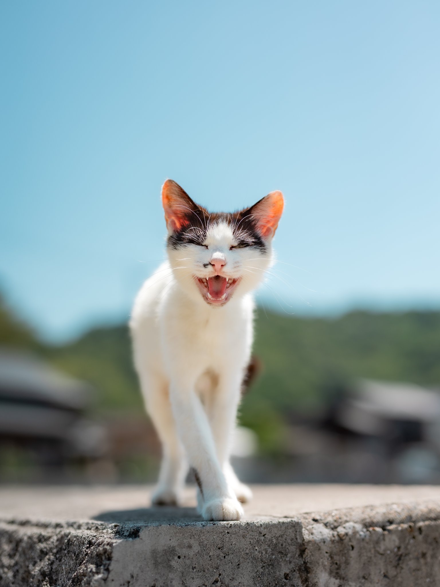 ふーてんの猫🐆 on X: 