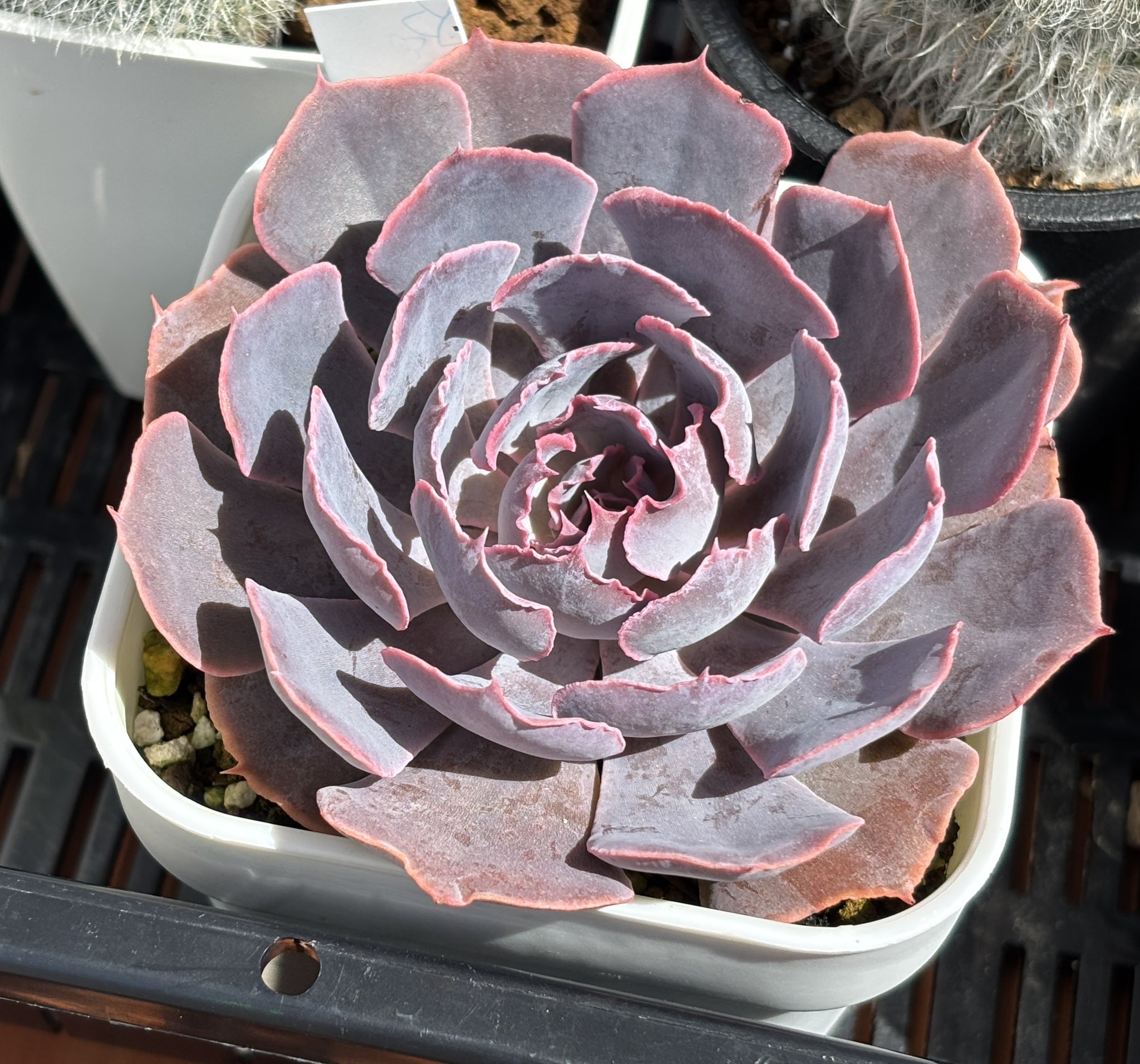 その他多肉植物 sakuten_dachs 𝗞𝗔𝗞𝗨𝗦𝗘𝗡-𝗘𝗡 𝗖𝗼., 𝗟𝘁𝗱. | ‥‥ 表参道ヒルズ