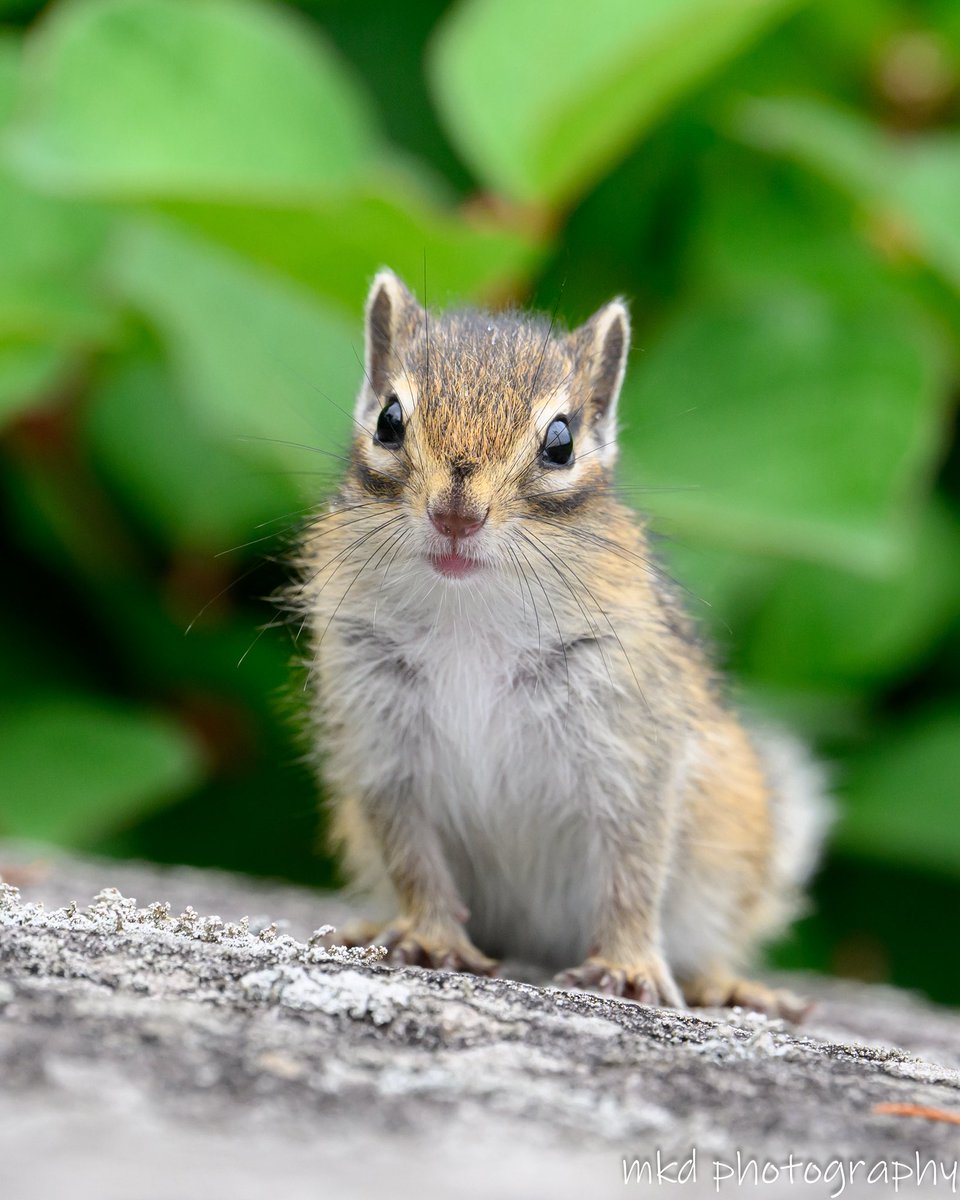 m_kudo44's tweet image. 興味津々
#エゾシマリス