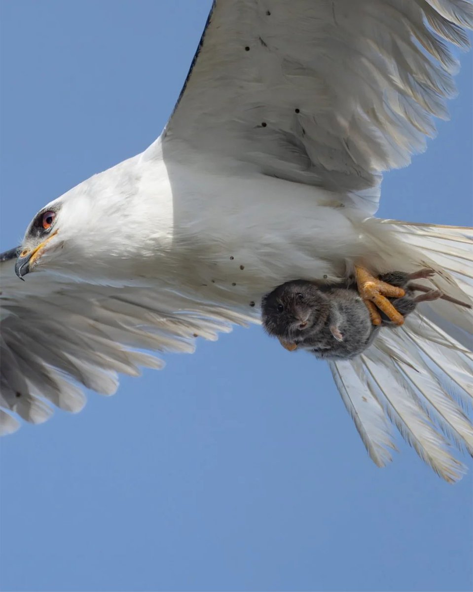 pubity's tweet image. Wildlife photographer Sha Lu captures a once-in-a-lifetime shot—a tiny prey locks eyes with the camera, mid-air, clenched in the talons of its predator.
