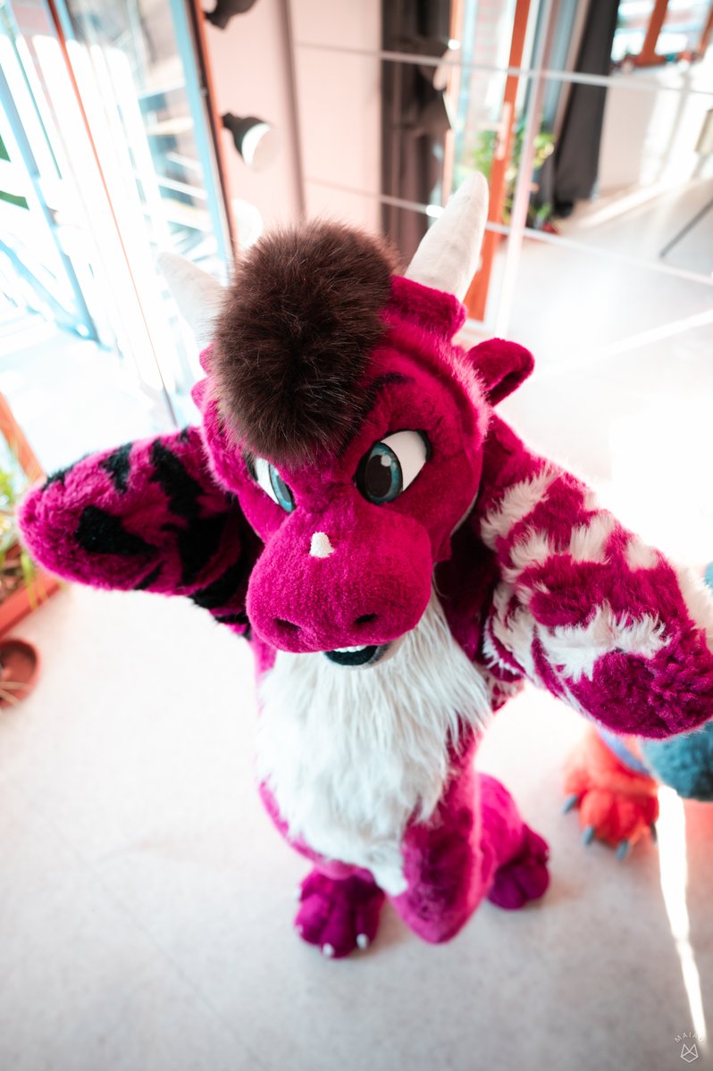 Shinrufurdrag's tweet image. Am I a cute dragon ? 🥺
#FursuitFriday
📸: @leggyyyyyyy
✂️: @Tiwoof