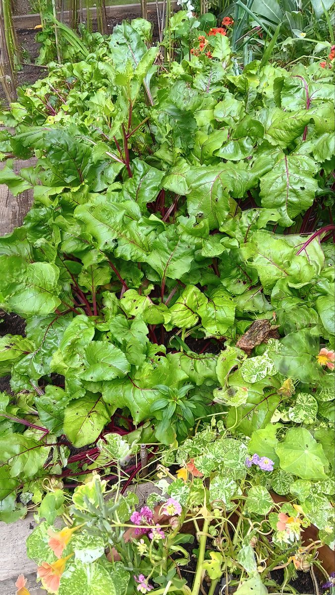 ametcalfe42's tweet image. My #garden #beetroot crop keeps on giving #homegrown roast this little lot for side dish with supper tonight.