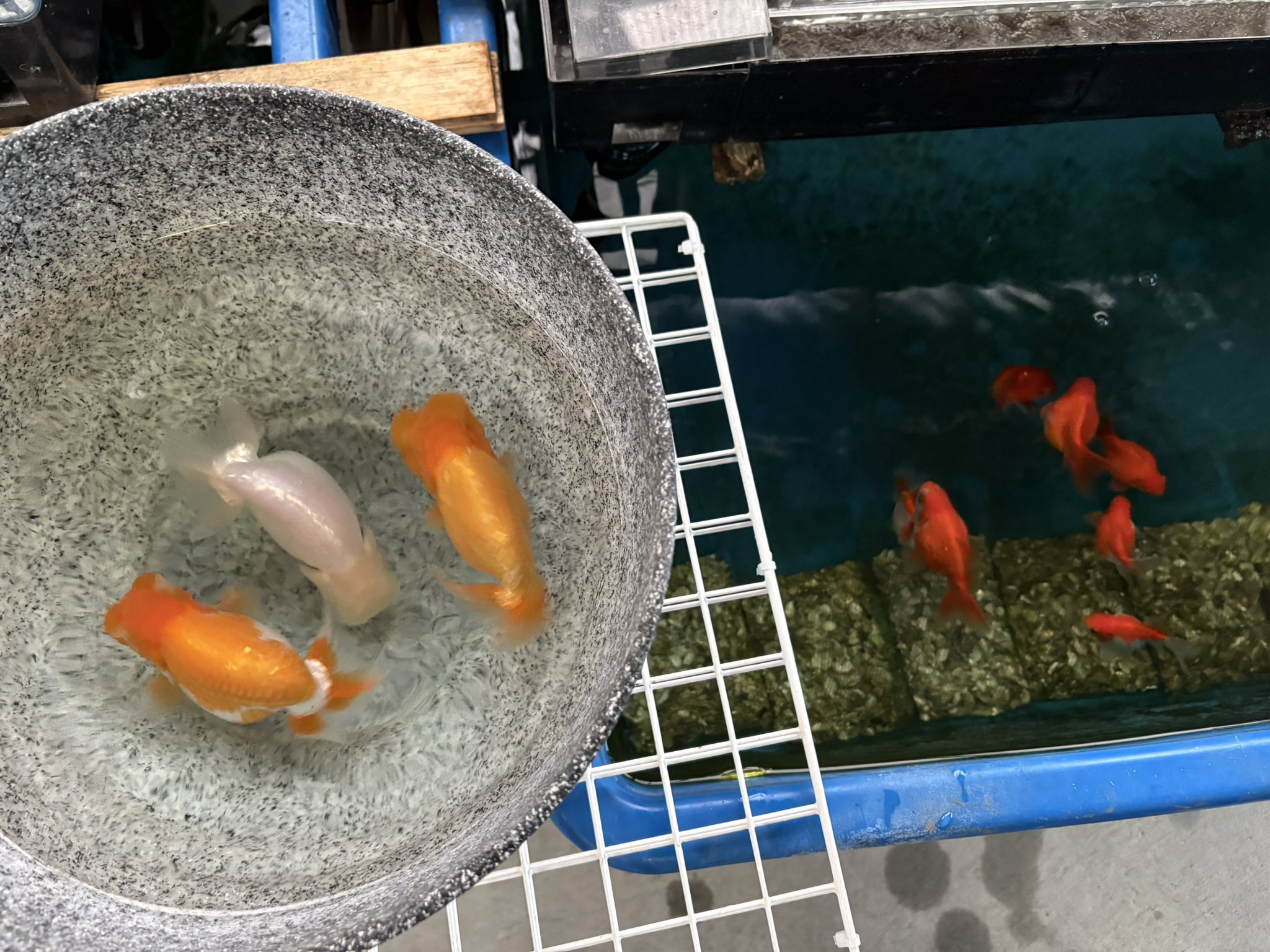 極上在銘出目金魚根付　29g 東Y7-0502⭐︎1Fトヒチ 超オススメ‼️ 極上 だるま琉金 大きめ 中国産 16〜19cm 2/25(火