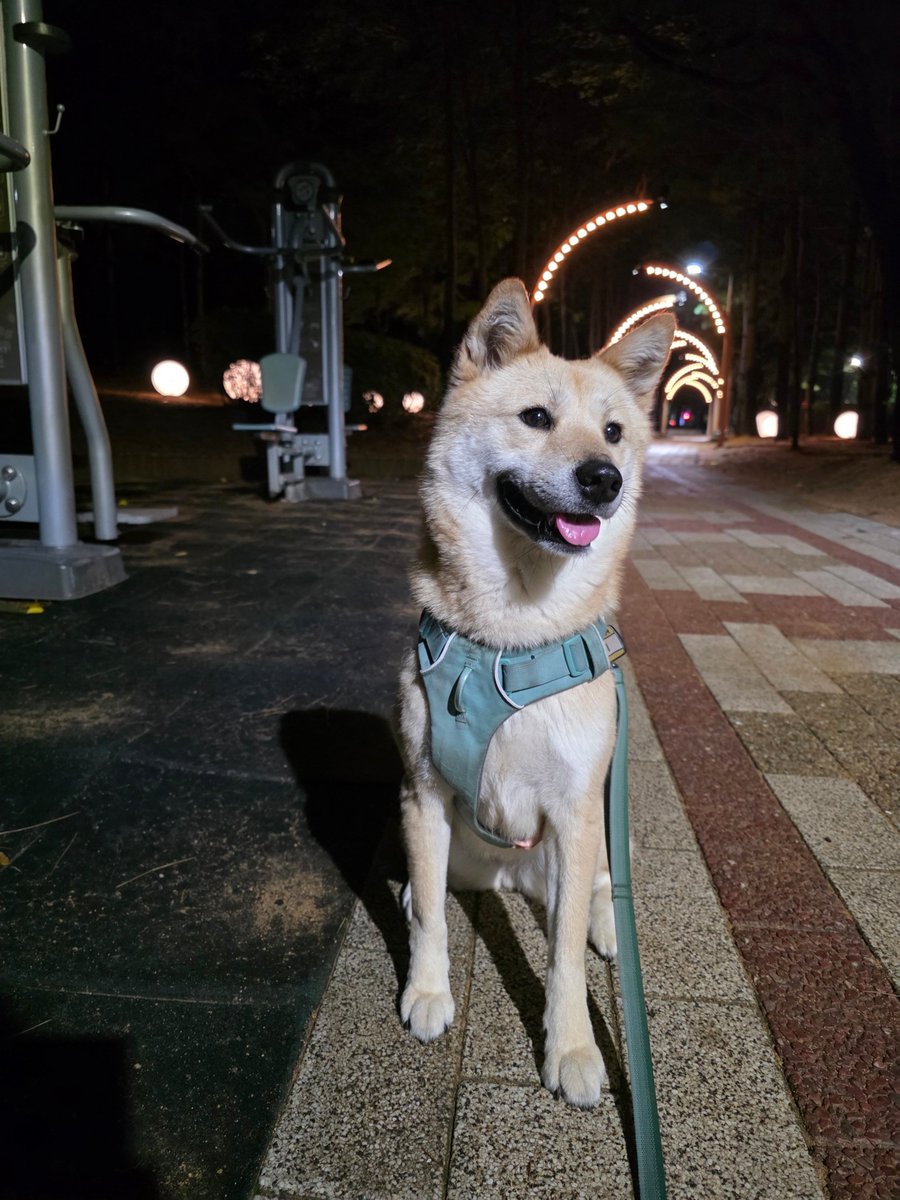 sooondii's tweet image. 안걸어 강아지