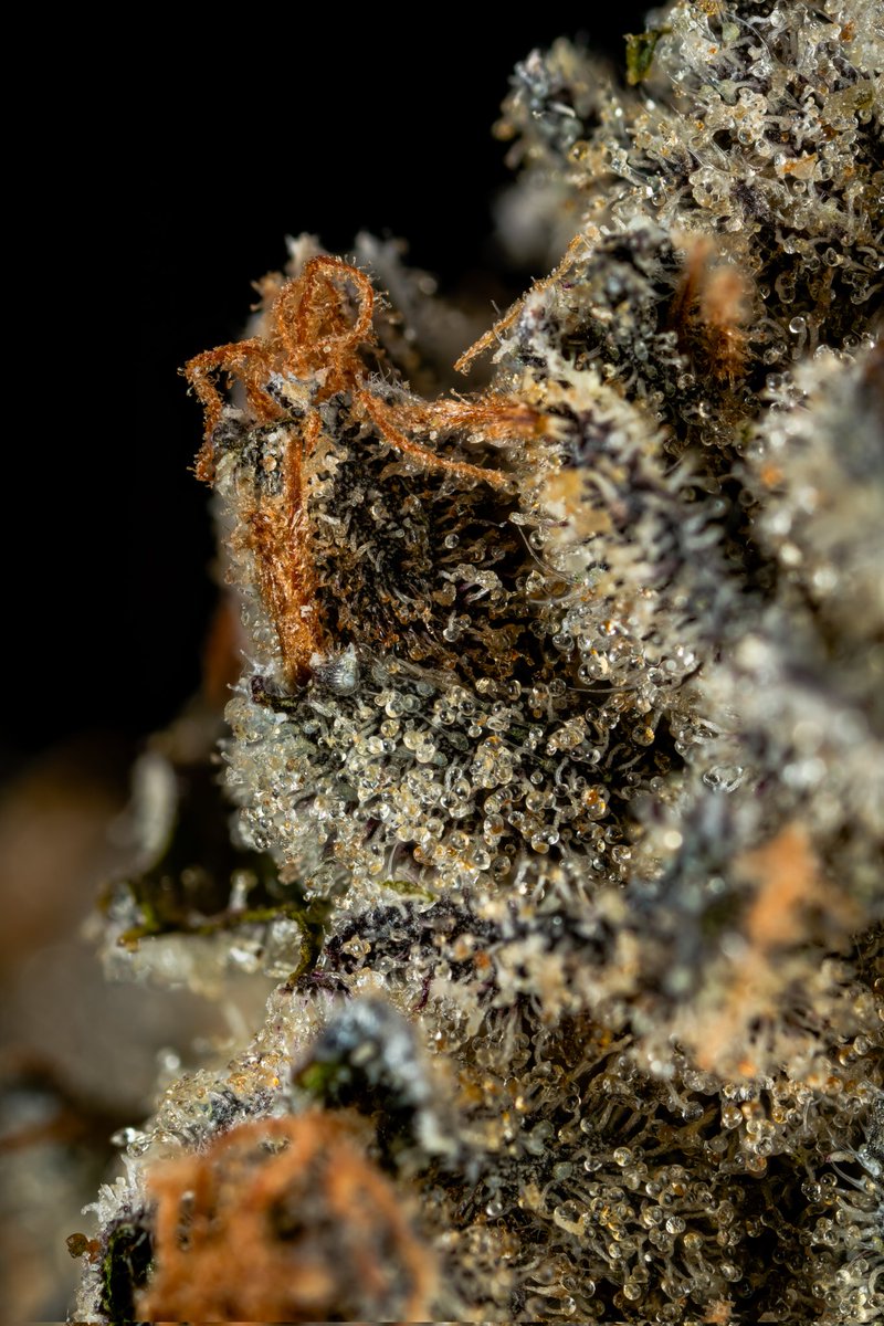 thebudstudio's tweet photo. 'Znackz' (Chauffeur x Runtz)
🧬 by @uncledadvibes
✂️🌱 by @FireDropsCo 

Some more #macrocannabis photos from my most recent shoot 🔥

For educational and photographic purposes only. No sales 🚫

#weedporn #nugporn https://t.co/eOIVdHGRyU