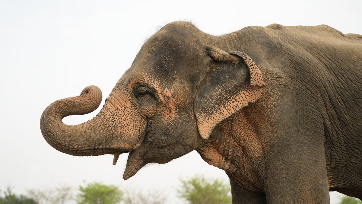 WildlifeSOS's tweet image. #LakshmiUpdate
Lakshmi continues to receive dedicated care at the Elephant Hospital Campus (EHC), where her overall health remains stable and she remains her gentle, affectionate self.
She is currently undergoing treatment for an abscess near the third toenail of her left…