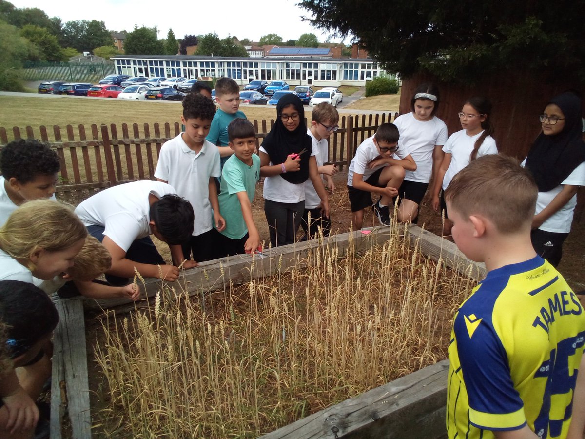 Shirestone Academy (@shirestoneacad) on Twitter photo Such an amazing end to the year for the eco council seeing their hard work growing. They have grown wheat, which will be used next year in our cooking unit! <a href="/ElliotSchools/">Elliot Foundation</a> <a href="/BirminghamEdu/">Birmingham Education</a> Such an amazing end to the year for the eco council seeing their hard work growing. They have grown wheat, which will be used next year in our cooking unit! <a href="/ElliotSchools/">Elliot Foundation</a> <a href="/BirminghamEdu/">Birmingham Education</a>