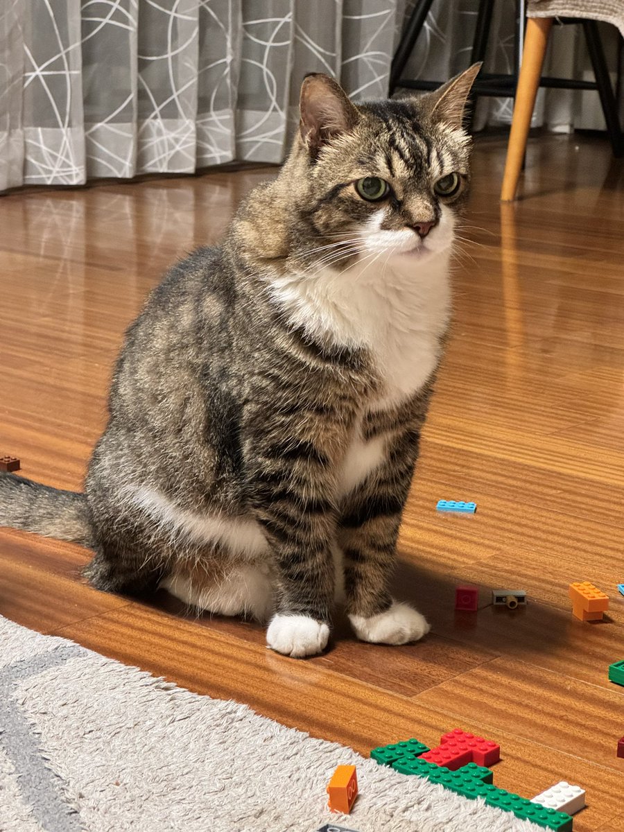 poncho_neko's tweet image. そろそろぽんちょの時間かな…チラリ…にゃお！