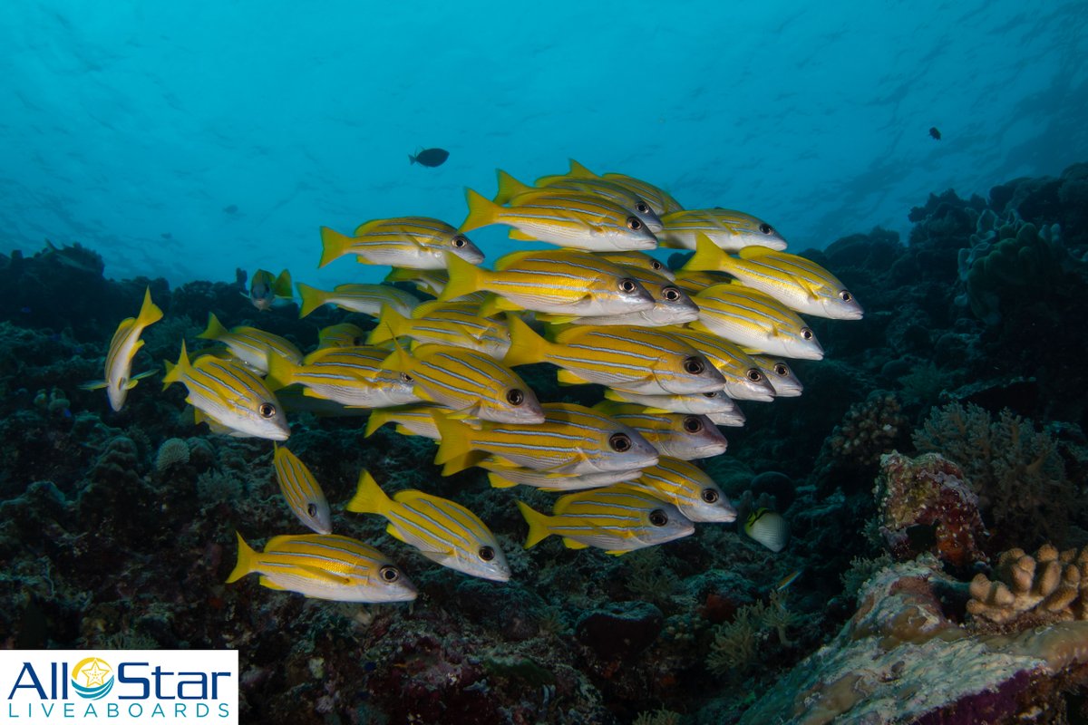 Creature Feature Friday!!! 💙💛💙 Blue Stripe Snapper

These colorful fish are often in schools and a great subject for photographers. They also usually let divers get quite close before dispersing.

#creaturefeaturefriday