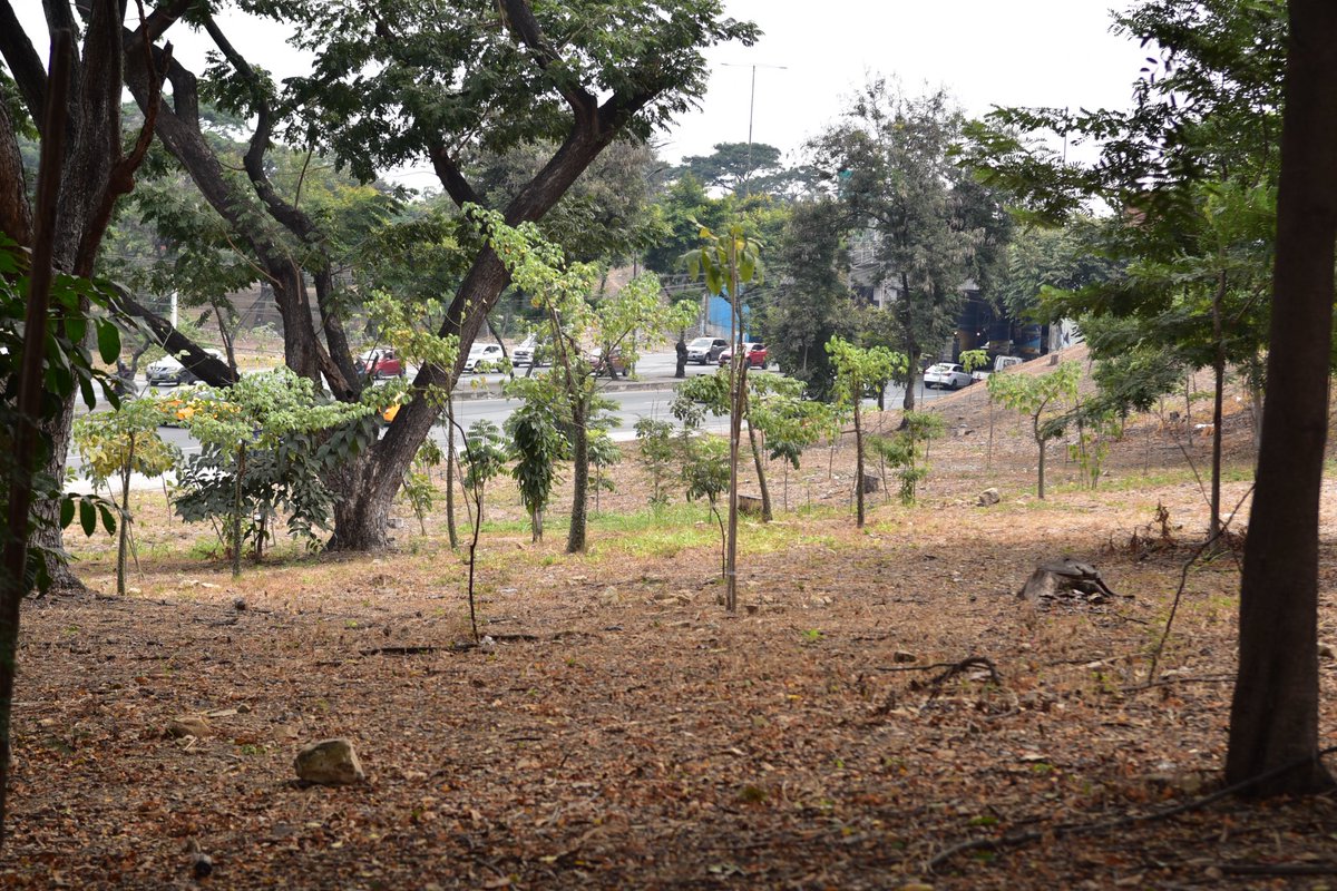 GUAYAQUIL SERÁ UNA CIUDAD QUE SIEMBRA

Reforestaremos la Av. del Bombero, Ceibos y Vía a la Costa con 3.965 árboles nativos. Esto formará parte del programa “Guayaquil, Ciudad que Siembra”.

Transformaremos orejas viales, parterres y ciclovías con especies que se adaptan mejor al