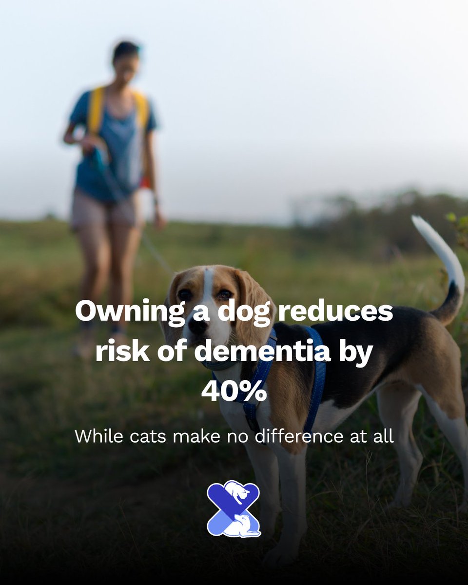 Dog owners may reduce their risk of dementia by 40% 🧠

Regular walks, companionship &amp; stress relief make all the difference 🐶
(Cats… not so much!)

#DogOwners #DementiaPrevention #UKPetDrugs #MentalWellbeing